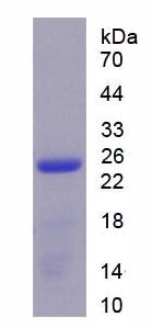 白介素17C(IL17C)重組蛋白,Recombinant Interleukin 17C (IL17C)