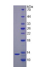 白介素17F(IL17F)重組蛋白,Recombinant Interleukin 17F (IL17F)