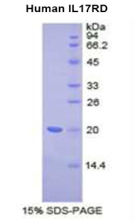 白介素17受体D(IL17RD)重组蛋白,Recombinant Interleukin 17 Receptor D (IL17RD)