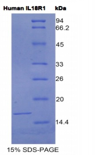 白介素18受體1(IL18R1)重組蛋白,Recombinant Interleukin 18 Receptor 1 (IL18R1)