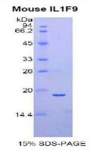 白介素1家族成员9(IL1F9)重组蛋白,Recombinant Interleukin 1 Family, Member 9 (IL1F9)