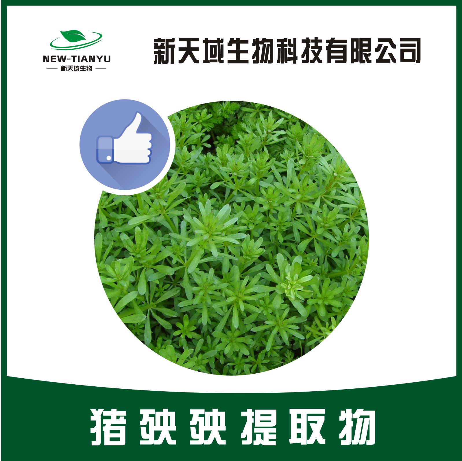 猪殃殃提取物,galium aparine extract