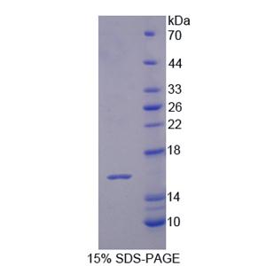 白介素16(IL16)重组蛋白