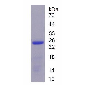 白介素17C(IL17C)重组蛋白