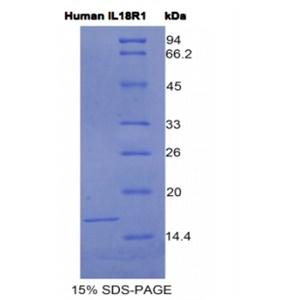 白介素18受体1(IL18R1)重组蛋白