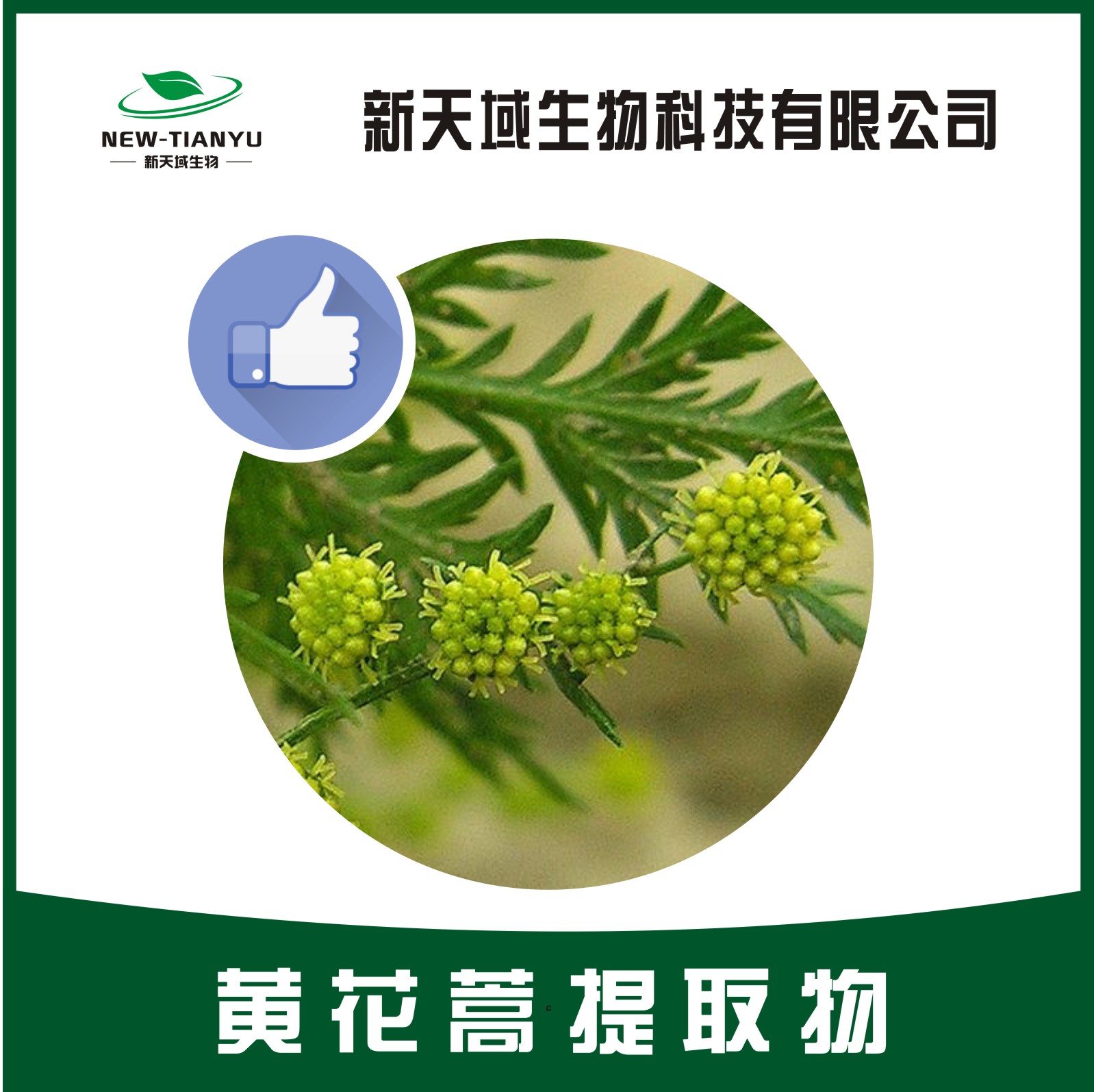 黄花蒿提取物,Artemisia annua extract