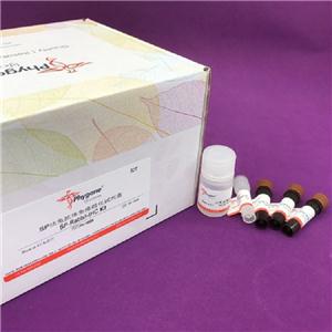SP法兔抗体免疫组化试剂盒
