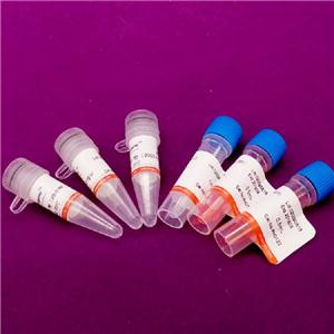 PCR反应试剂盒(2000bp)