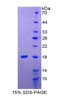 白介素24(IL24)重组蛋白,Recombinant Interleukin 24 (IL24)