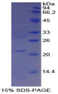 白介素25(IL25)重组蛋白,Recombinant Interleukin 25 (IL25)