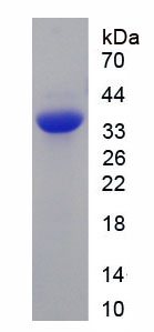 白介素27(IL27)重組蛋白,Recombinant Interleukin 27 (IL27)