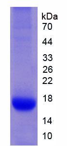 白介素32(IL32)重组蛋白,Recombinant Interleukin 32 (IL32)