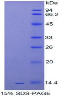 白介素33(IL33)重组蛋白,Recombinant Interleukin 33 (IL33)