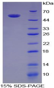 白介素35(IL35)重组蛋白,Recombinant Interleukin 35 (IL35)