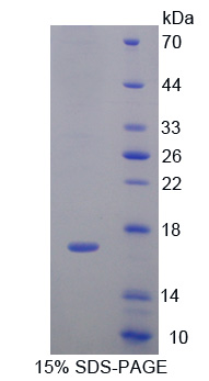 白介素4(IL4)重组蛋白,Recombinant Interleukin 4 (IL4)