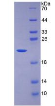 白介素7(IL7)重组蛋白,Recombinant Interleukin 7 (IL7)