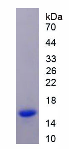 半胱氨酸蛋白酶抑制劑1(CST1)重組蛋白,Recombinant Cystatin 1 (CST1)