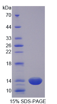 半胱氨酸丰富蛋白1(CRIP1)重组蛋白,Recombinant Cysteine Rich Protein 1, Intestinal (CRIP1)