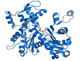 半胱氨酸丰富跨膜BMP调节因子1(CRIM1)重组蛋白,Recombinant Cysteine Rich Transmembrane BMP Regulator 1 (CRIM1)