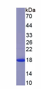 半乳糖凝集素5(GAL5)重组蛋白,Recombinant Galectin 5 (GAL5)