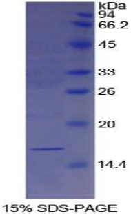 半乳糖凝集素7(GAL7)重组蛋白,Recombinant Galectin 7 (GAL7)