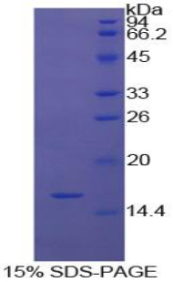 半乳糖凝集素9(GAL9)重组蛋白,Recombinant Galectin 9 (GAL9)