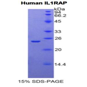 白介素1受体辅助蛋白(IL1RAP)重组蛋白