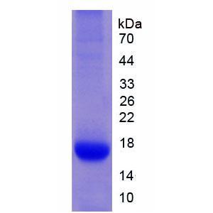 白介素32(IL32)重组蛋白