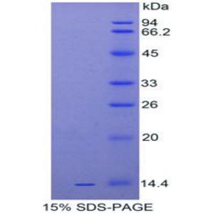 白介素33(IL33)重组蛋白