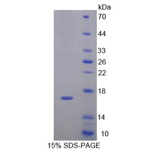 白介素4(IL4)重组蛋白