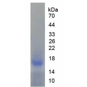 白介素5(IL5)重组蛋白
