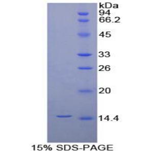 白介素8(IL8)重组蛋白