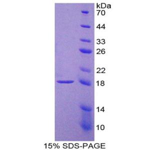 白介素9(IL9)重组蛋白