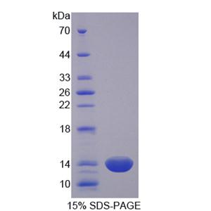 半胱氨酸丰富蛋白1(CRIP1)重组蛋白,Recombinant Cysteine Rich Protein 1, Intestinal (CRIP1)