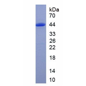 半椎蛋白1(HMCN1)重组蛋白