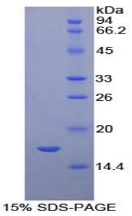 补体1抑制因子(C1INH)重组蛋白,Recombinant Complement 1 Inhibitor (C1INH)