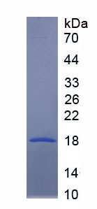 补体成分1q子成分样蛋白1(C1qL1)重组蛋白,Recombinant Complement Component 1, Q Subcomponent Like Protein 1 (C1qL1)