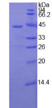 补体成分3(C3)重组蛋白,Recombinant Complement Component 3 (C3)