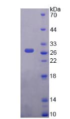 叉头框蛋白A1(FOXA1)重组蛋白,Recombinant Forkhead Box Protein A1 (FOXA1)