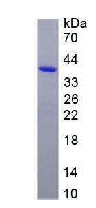 肠碱性磷酸酶(ALPI)重组蛋白,Recombinant Alkaline Phosphatase, Intestinal (ALPI)