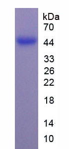 成肌分化蛋白(MyoD)重组蛋白,Recombinant Myogenic Differentiation (MyoD)