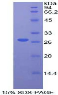 成纤维生长因子受体底物2(FRS2)重组蛋白,Recombinant Fibroblast Growth Factor Receptor Substrate 2 (FRS2)