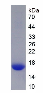 成纤维细胞生长因子13(FGF13)重组蛋白,Recombinant Fibroblast Growth Factor 13 (FGF13)