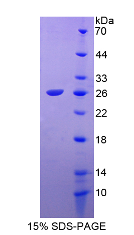 成纖維細(xì)胞生長因子18(FGF18)重組蛋白,Recombinant Fibroblast Growth Factor 18 (FGF18)