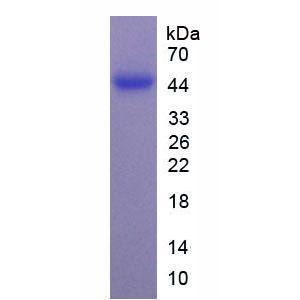 成肌分化蛋白(MyoD)重组蛋白,Recombinant Myogenic Differentiation (MyoD)