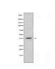 ABHD6 Antibody