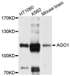 AGO1 antibody