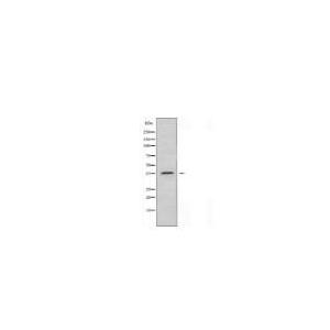 ABHD6 Antibody