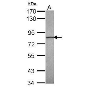 Calpain 13  antibody [C1C3]