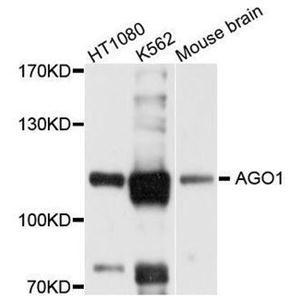 AGO1 antibody